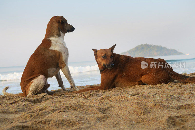 在印度果阿的Palalom海滩，有海浪和遥远的海滩，棕色和白色的皮毛，这是爱狗的形象，浪漫的野生流浪印度狗坐在/站在沙滩上看着妻子/母狗